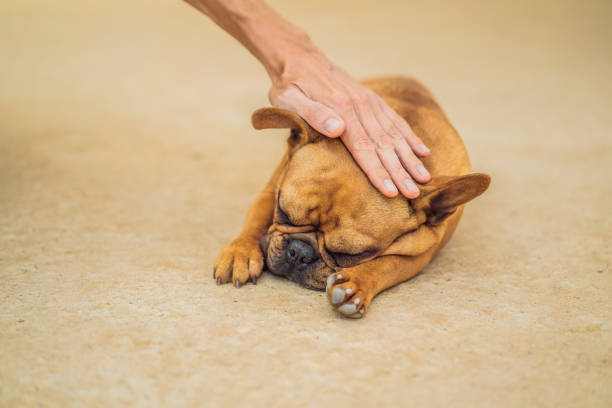 Hand stroking a dog. Animal Protection Concept.