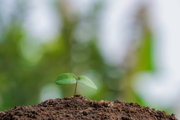istock Young plants growing on the ground 1421288254