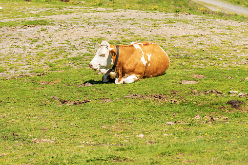 Brown and white dairy cow with cowbell on a mountain pasture, green meadow, profile view. Carnic Alps, Austria, Feistritz an der Gail municipality, Carinthia, central Europe.