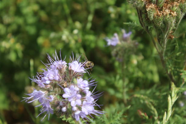 istock A bee on wildflowers. Spring scene. Bees pollinate a blossom. 1421291462