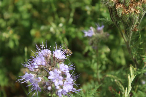 istock A bee on wildflowers. Spring scene. Bees pollinate a blossom. 1421291464