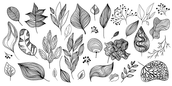 Bunch of leaves, branches, burdock, berries, bushes, viburnum, rowan. Black and white linear set of autumn botanical design elements isolated on white background