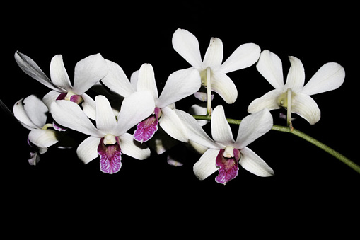 Orchid flowers and bud on black background.