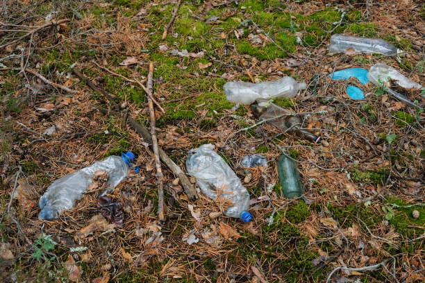 Plastic garbage in forest. Used disposable plastic bottles, containers and glass bottles in forest clearing. Pollution environment. Long decaying waste in nature Plastic garbage in forest. Used disposable plastic bottles, containers and glass bottles in forest clearing. Pollution environment. Long decaying waste in nature. littering stock pictures, royalty-free photos & images