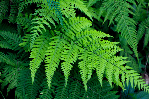 Big green fern plant (Polypodiopsida or Polypodiophyta, Filicales) with large and long ornamental leaves, natural green background