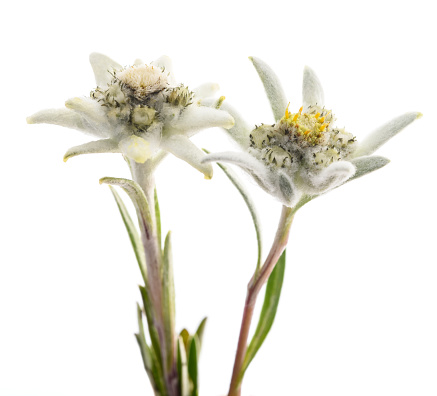 Edelweiss flowers