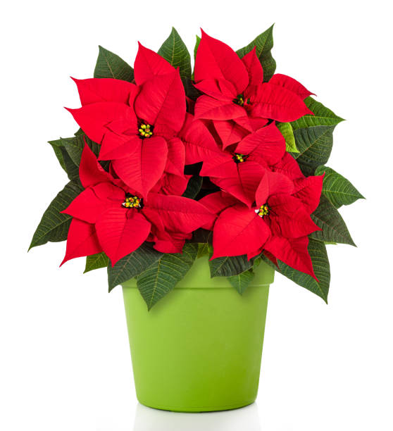 istock Poinsettia plant 1421301437