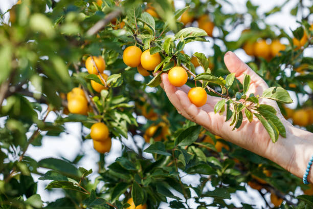 istock Female hand picking ripe yellow mirabelle plum 1421301548
