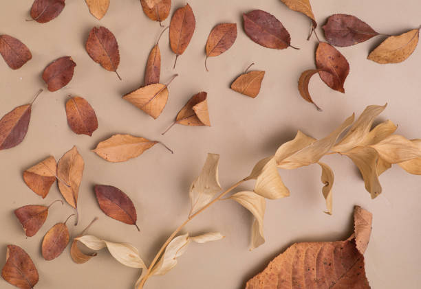istock Flat lay composition with pattern of autumn leaves , Natural nude, beige 1421301620