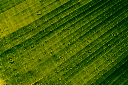 Rain drops splashing on green banana leaf background