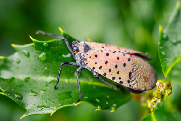 istock Spotted Lanternfly Lycorma Delicatula on Leaf 1421304303