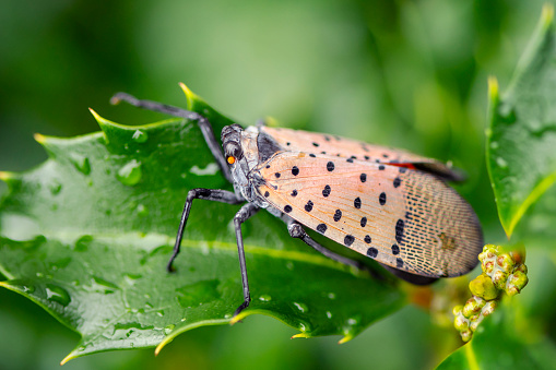 A Spotted Lanternfly in Western Pennsylvania resting on a wet holly leaf.