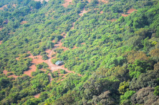istock A Drone Shot Of A Small Hut in A Forest 1421304611