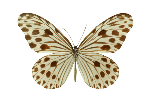 Beautiful fragile exotic butterfly on white background