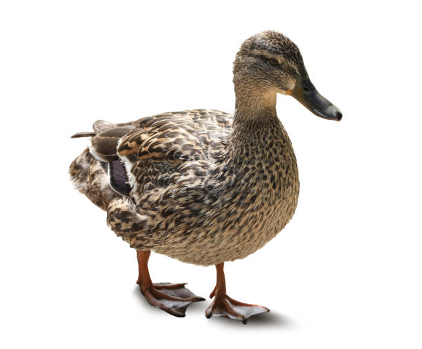 istock Cute duck on white background. Wild animal 1421305476