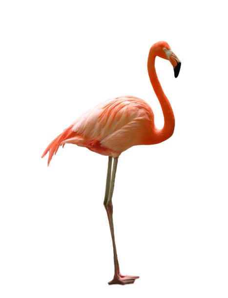 istock Beautiful flamingo on white background. Wading bird 1421305478