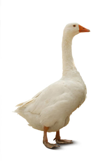 istock Beautiful goose on white background. Domestic animal 1421305483