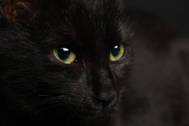 istock Black cat with beautiful eyes on dark background, closeup 1421305579