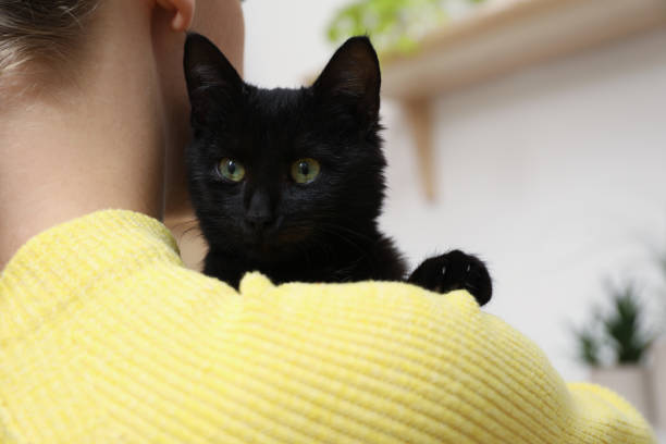 istock Owner with her adorable black cat at home, closeup 1421306187