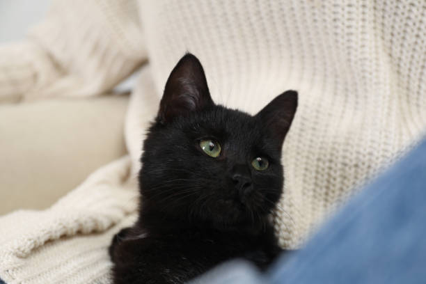 istock Owner with her adorable black cat, closeup 1421306195