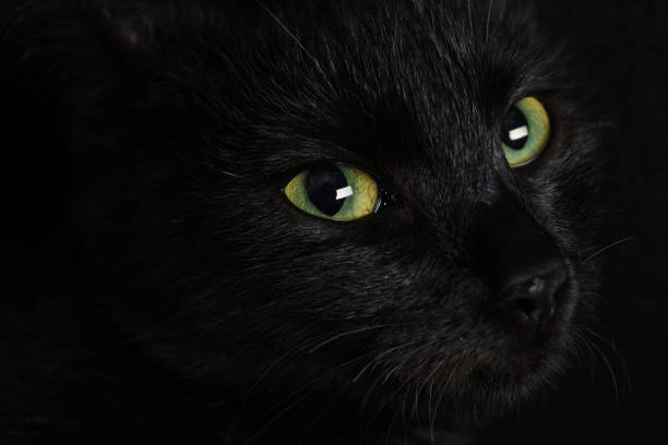 istock Black cat with beautiful eyes on dark background, closeup 1421306248