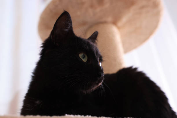 istock Adorable black cat with beautiful eyes on perch of activity tree at home 1421306271