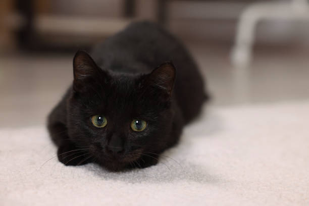 istock Adorable black cat with beautiful eyes hunting at home. Space for text 1421306492