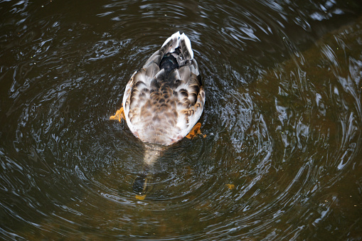 Male Mallard Duck with its head in the river eating