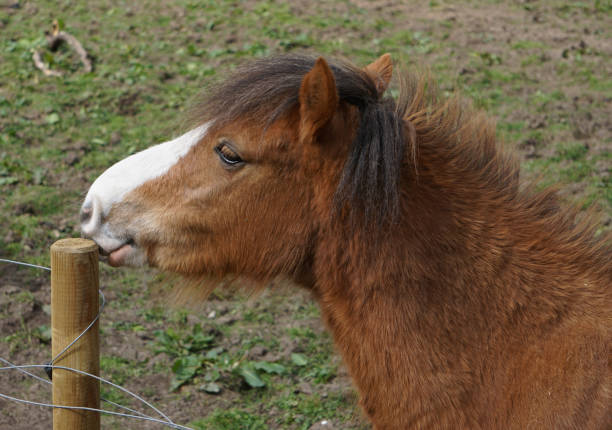 istock Small horse chewing on fence post 1421308377