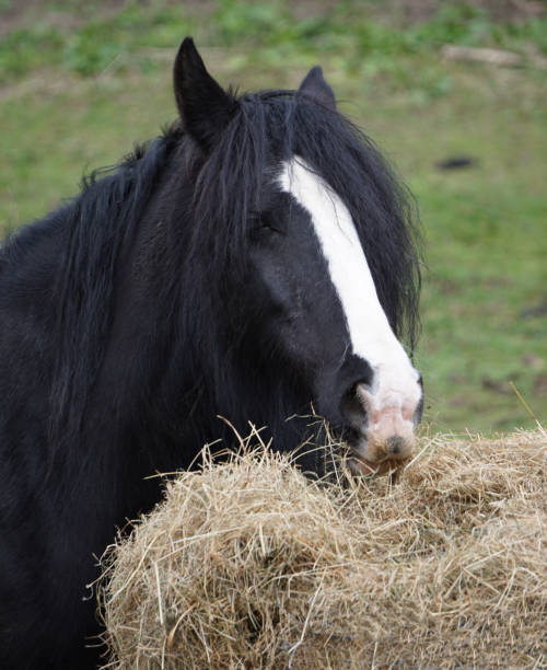 istock Black horse eating hay 1421308394