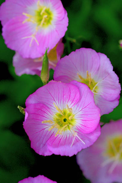 Oenothera speciosa is a species in the evening primrose family known by several common names, including pinkladies, pink evening primrose, showy evening primrose, Mexican primrose, and buttercups.