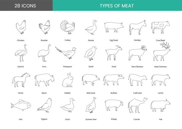 Icons of poultry meat and farm animals, vector illustration of the line. Types of meat. Icons of poultry meat and farm animals, vector illustration of the line. Types of meat the boar fish stock illustrations