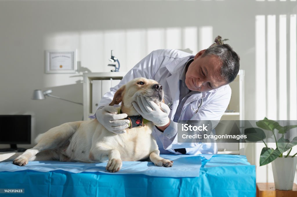 Veterinarian Checking Teeth of Labrador Dog Experienced veterinarian checking teeth of labrador retriever dog Dog Stock Photo