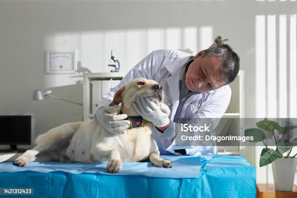 Veterinarian Checking Teeth Of Labrador Dog Stock Photo - Download Image Now - Dog, Veterinarian, Human Jaw Bone