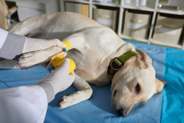 veterinario fijación de catéter intravenoso - doctor dog portrait animal hospital fotografías e imágenes de stock