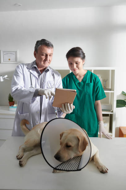 istock Checking Medical Card of Dog 1421312472