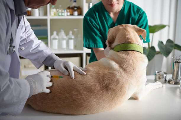 istock Veterinarian Injecting Medicine 1421312532