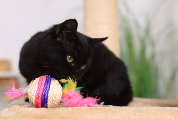 istock Adorable black cat playing with toy at home. Space for text 1421313314