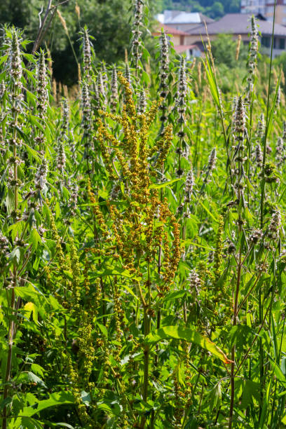 Closeup detail of Rumex Crispus Flower under the warm summer sun Closeup detail of Rumex Crispus Flower under the warm summer sun. rumex crispus stock pictures, royalty-free photos & images