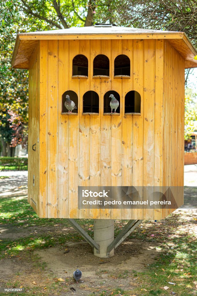 drewniany dom schronienia dla gołębi miejskich wstawiony do publicznego ogrodu. - Zbiór zdjęć royalty-free (Baldachim) drewniany dom schronienia dla gołębi miejskich wstawiony do publicznego ogrodu. - Zbiór zdjęć royalty-free (Baldachim)