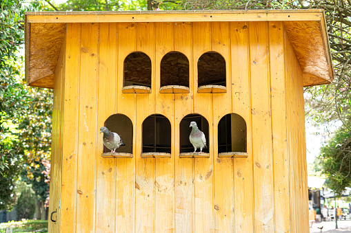 wooden shelter house for city pigeons inserted in a public garden.