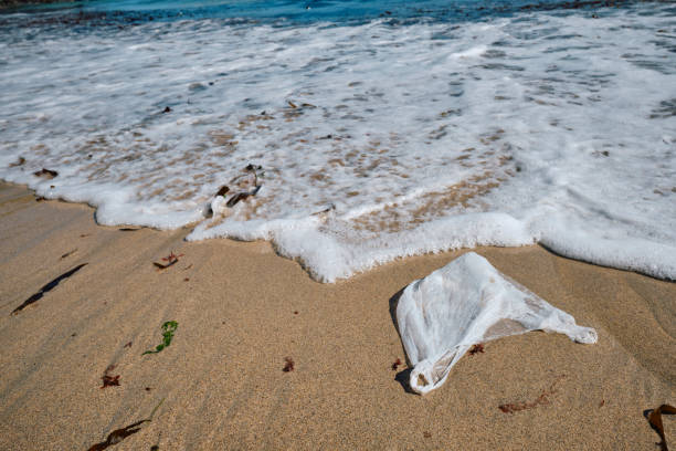 istock Washed up on a beach, discarded single use white plastic shopping bag. 1421315754