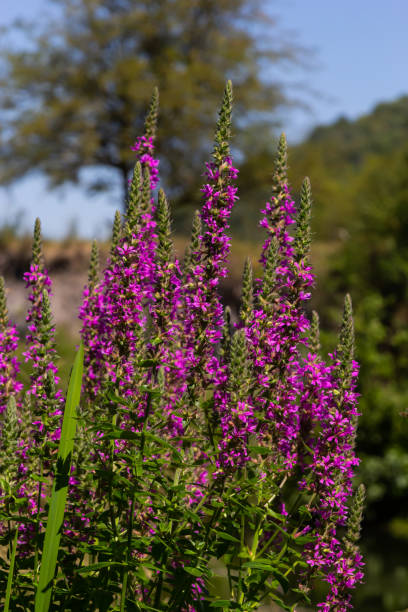 Lythrum salicaria - purple loosestrife, spiked loosestrife, purple lythrum Lythrum salicaria - purple loosestrife, spiked loosestrife, purple lythrum. lythrum salicaria purple loosestrife stock pictures, royalty-free photos & images