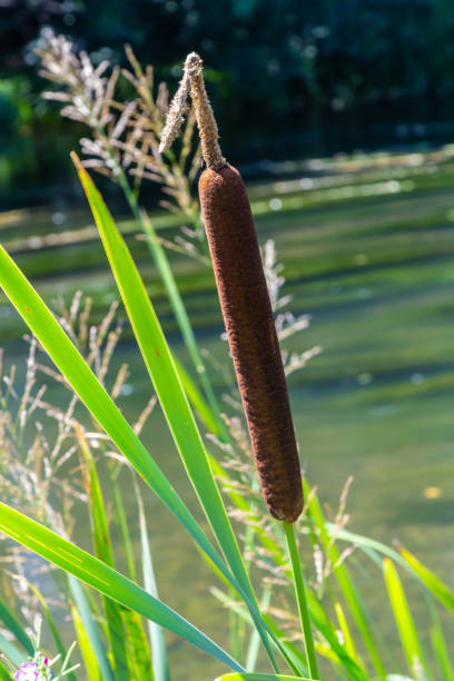istock Typha latifolia, Common Bulrush. Broadleaf Cattail, blackamoor flag. mace reed water-torch 1421315963