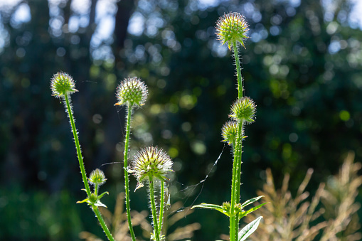 Dipsacus pilosus, Small Teasel. Wild plant shot in summer.