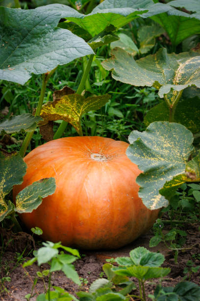 istock a big ripe pumpkin grows in a garden 1421318189