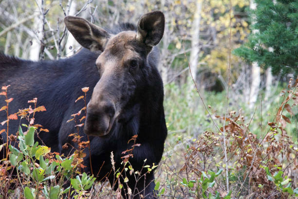 istock Female Moose in the mountains up close 1421319353