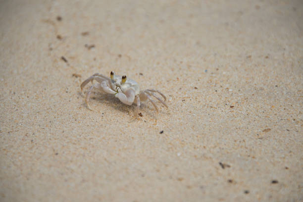 istock Sand crab crawling across a white sandy beach 1421319925