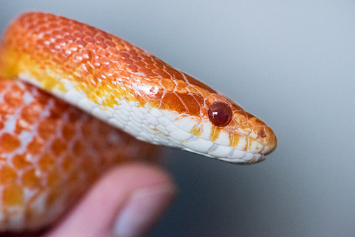 Red eye of an orange and yellow corn snake up very close
