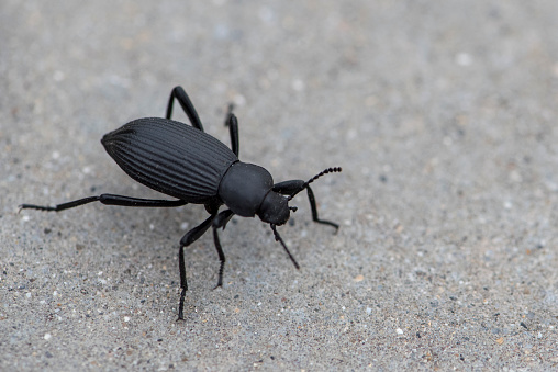 Black Beatle crawling across the cement on a hot summer day